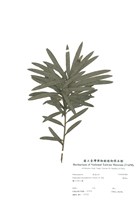 藏品(羅漢松)的圖片